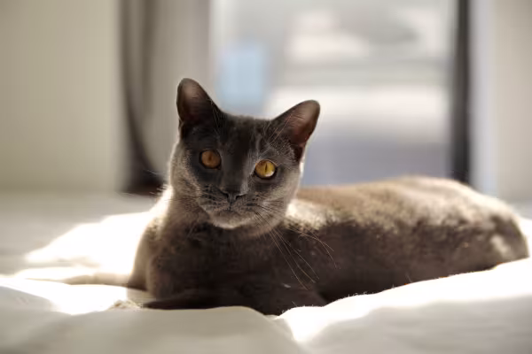 gato chartreux deitado em cima da cama
