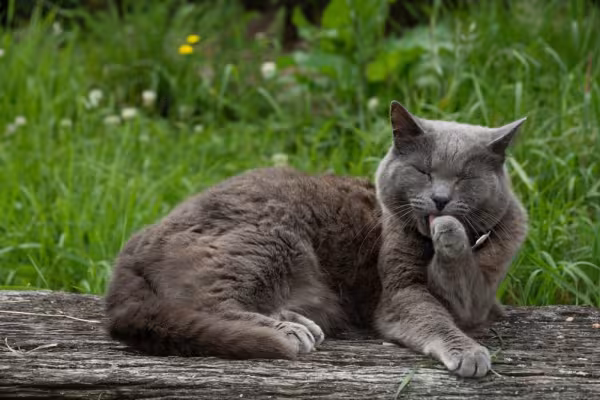 gato chartreux deitado ao ar livre