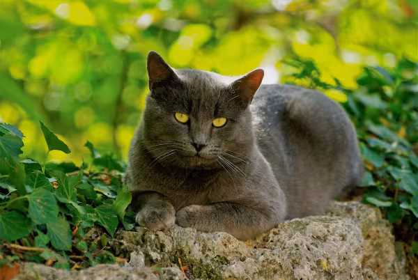gato chartreux ao ar livre