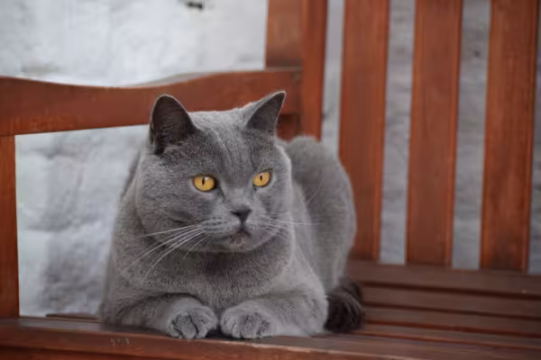 gato chartreux sentado no banco