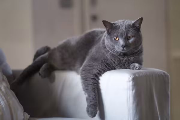 gato chartreux deitado no braço de sofá 