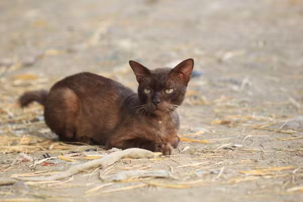 gato havana brown deitado no chão da rua