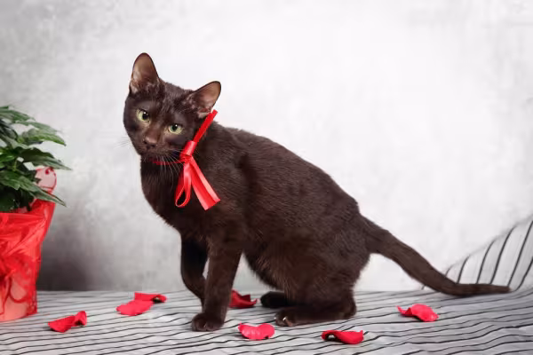 gato havana brown sentado em cima da mesa com lacinho no pescoço
