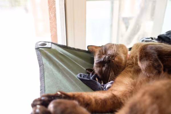 gato havana brown deitado dormindo