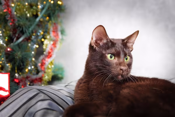 gato havana brown  olhando para o lado com árvore de natal no fundo