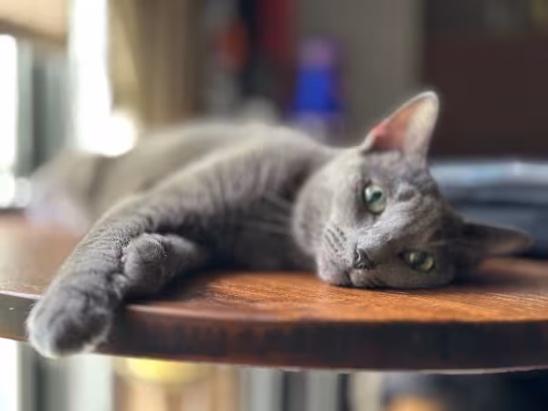 gato Azul Russo deitado na mesa