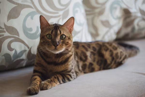 Gato Bengal deitado no sofá
