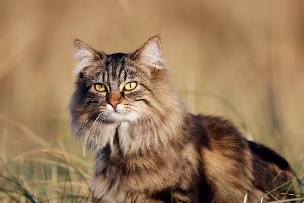 Gato Norueguês da Floresta na natureza
