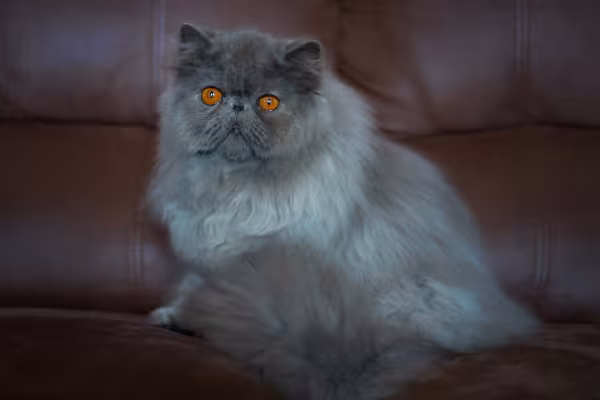 Gato Persa sentado no sofá