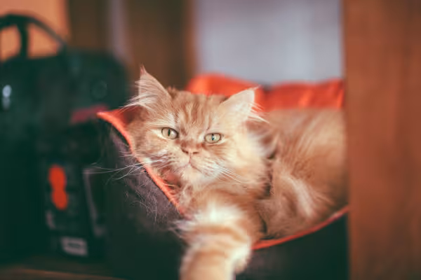Gato Persa deitado na cama