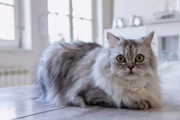 gato Persa deitado em casa
