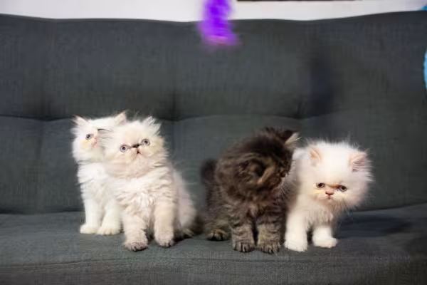 filhotes de gato Persa em cima do sofá