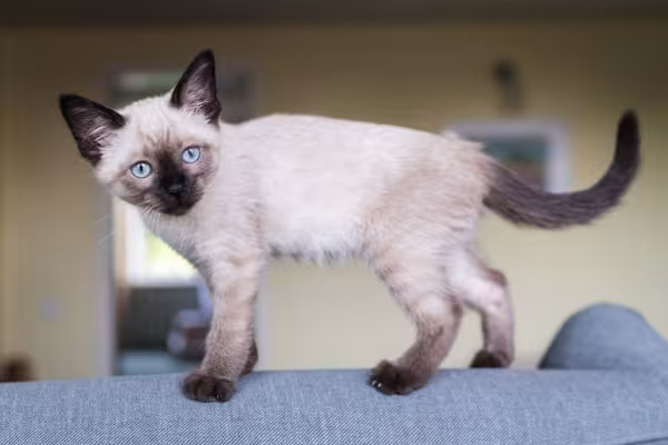 gato siamês filhote em pé