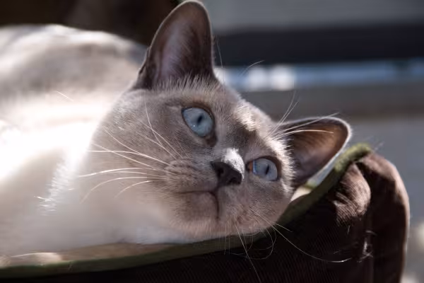 gato siamês deitado