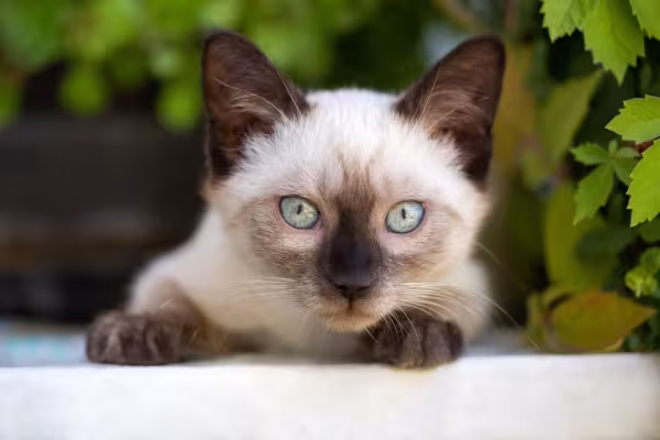 gato siamês com folhas atrás