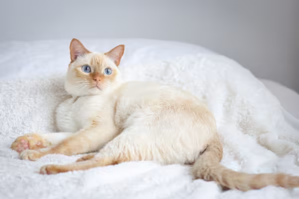 gato siamês red point deitado na cama