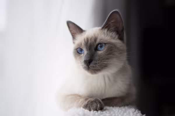 gato siamês perto da janela