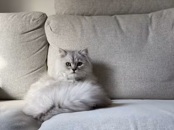 gato Persa deitado no sofá