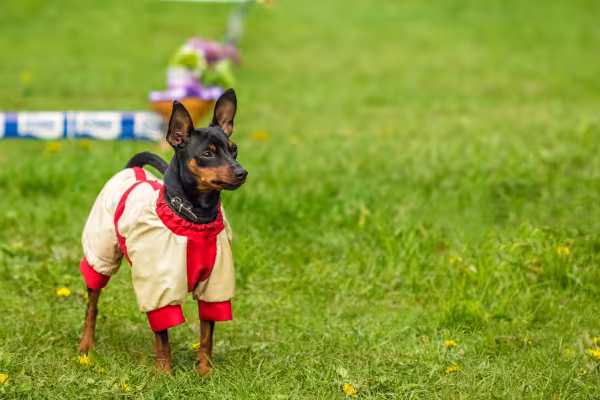 Cachorro Pinscher de roupa no frio