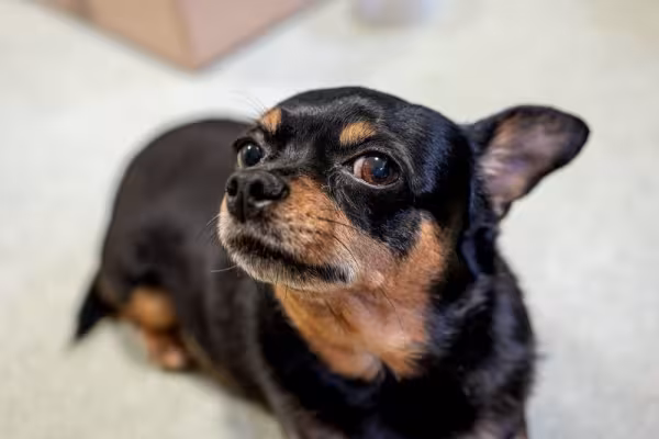 rosto de Pinscher