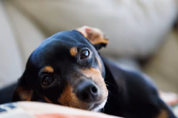Pinscher deitado
