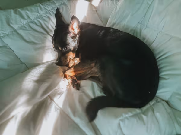 Pinscher deitado na cama