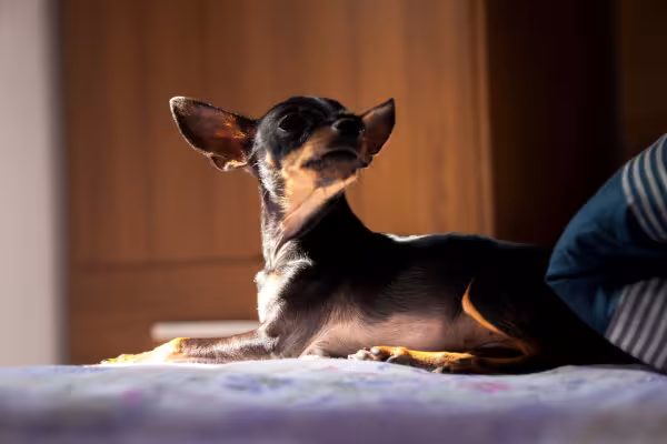 Pinscher deitado na cama