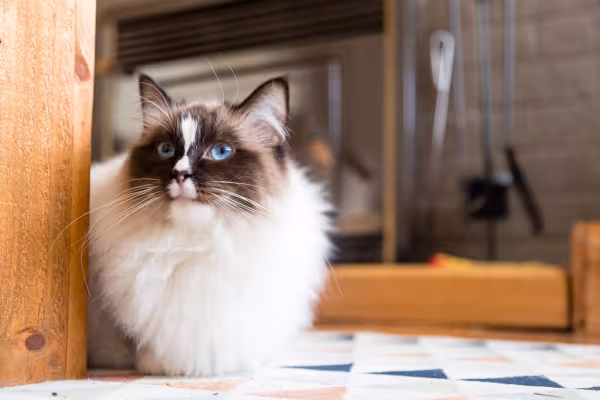 Ragdoll deitado dentro de casa