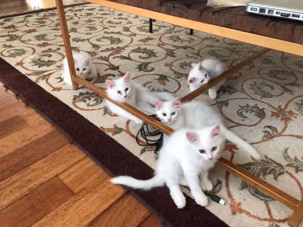 filhotes de gato Angorá em cima de tapete