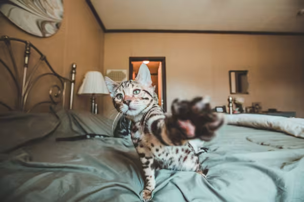 Bengal encostando na câmera