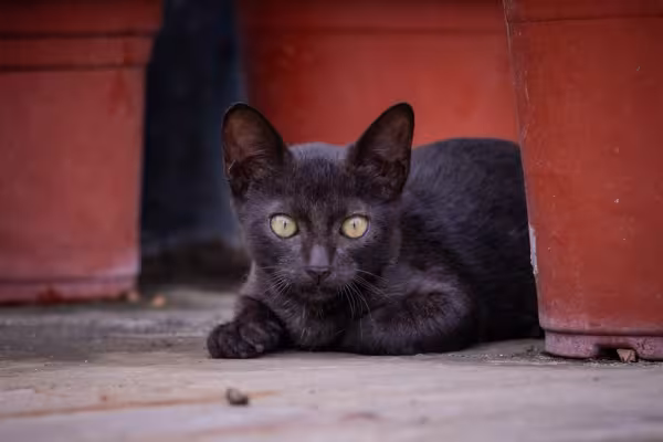 filhote de gato Bombaim deitado