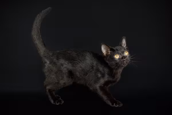 filhote de gato Bombaim em estúdio