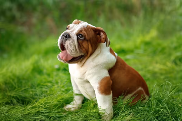 Bulldog Inglês sentado ao ar livre