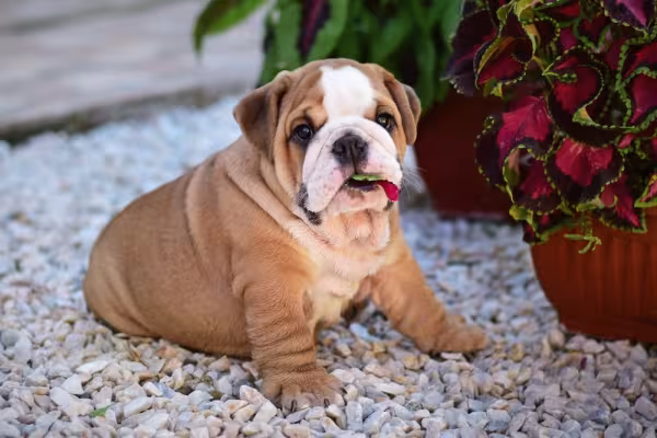 Bulldog Inglês sentado 