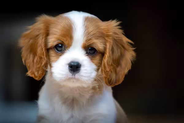 Cavalier King Charles Spaniel rosto