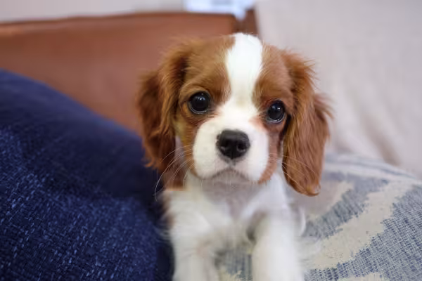rosto de Cavalier King Charles Spaniel 
