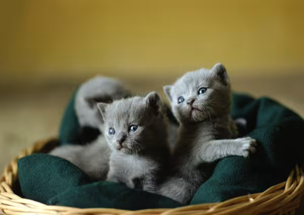 filhotes de Chartreux  em cama