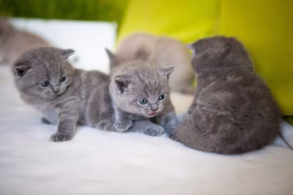 filhotes de gato Chartreux 