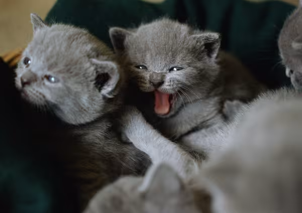 filhotes de gato Chartreux 