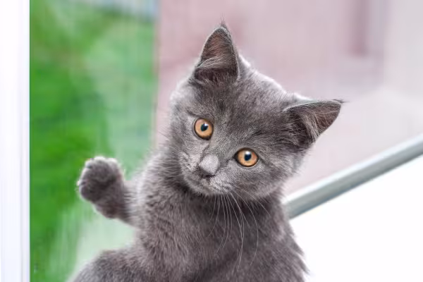 rosto de Chartreux 
