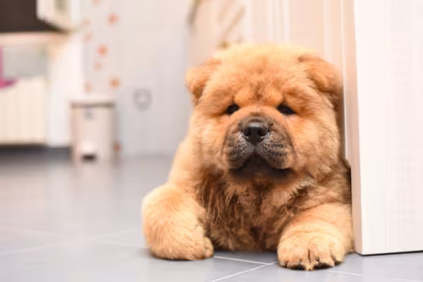 Chow chow deitado dentro de casa