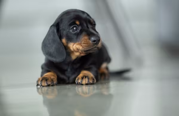 Dachshund deitado em casa
