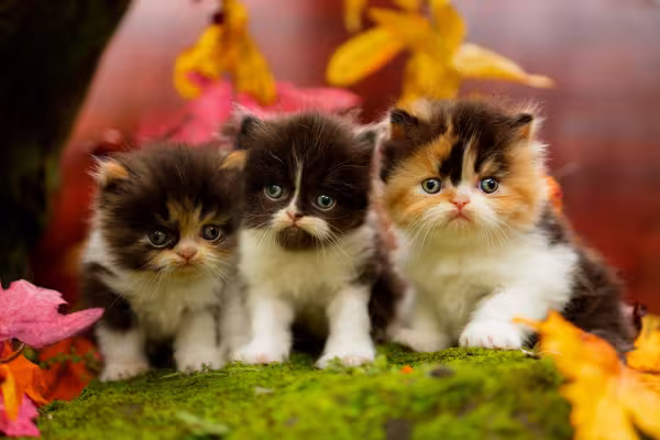 3 gatos filhotes Persa 