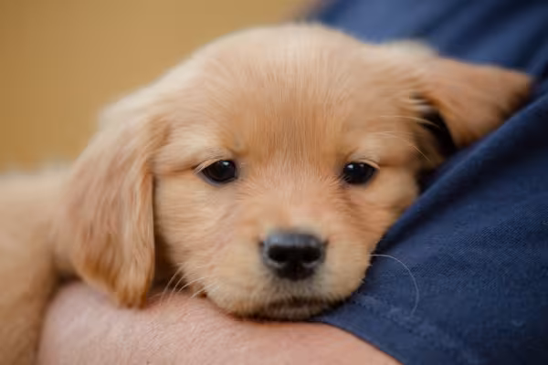 Golden Retriever deitado no ombro de humano