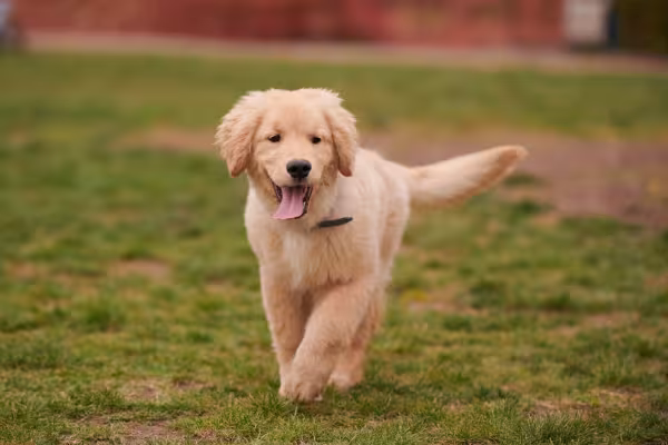 Golden Retriever ao ar livre