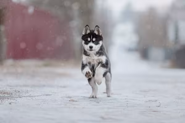 Husky Siberiano correndo