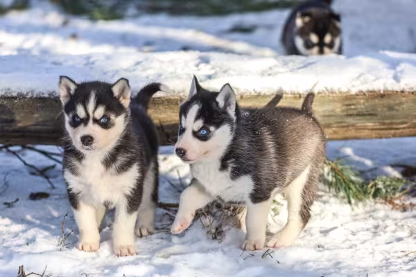 dois Husky Siberiano na neve