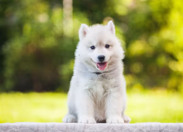 Husky Siberiano sentado ao ar livre