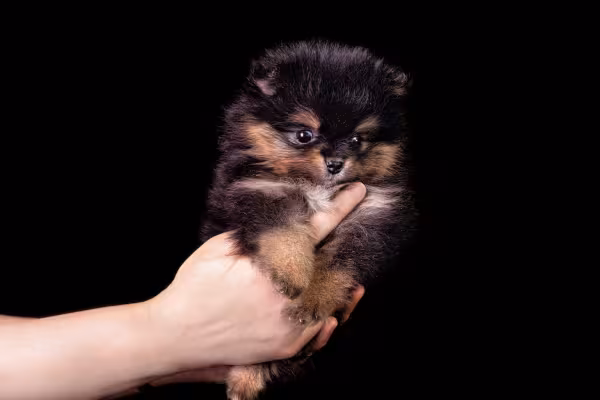 Lulu da Pomerânia na mão de alguém