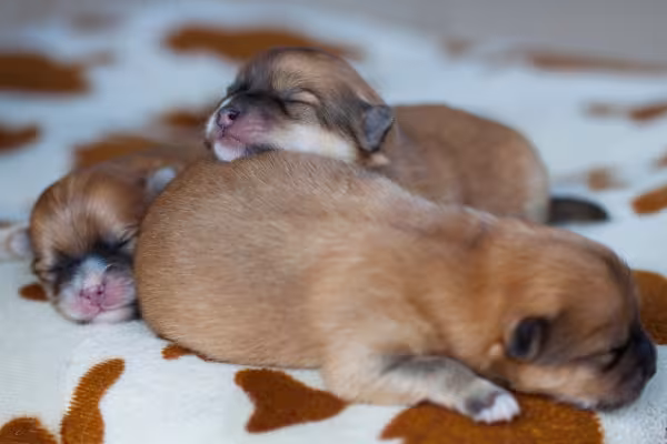 Lulu da Pomerânia recem nascido